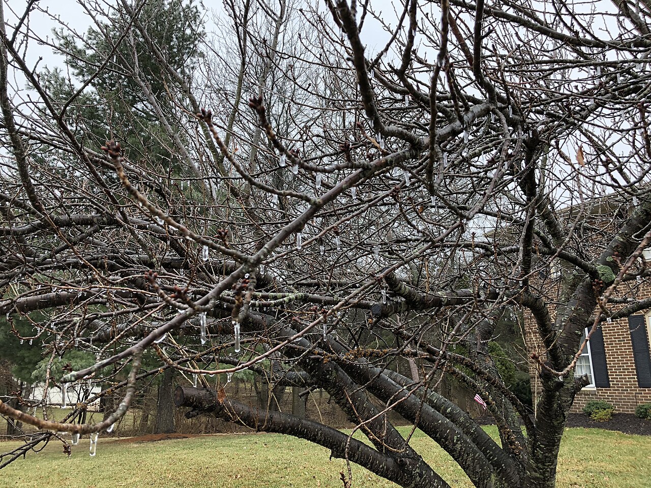 Prunus serrulata 'Kanzan', Kanzan cherry — upright deciduous (Rosaceae) (image 6 of 9)