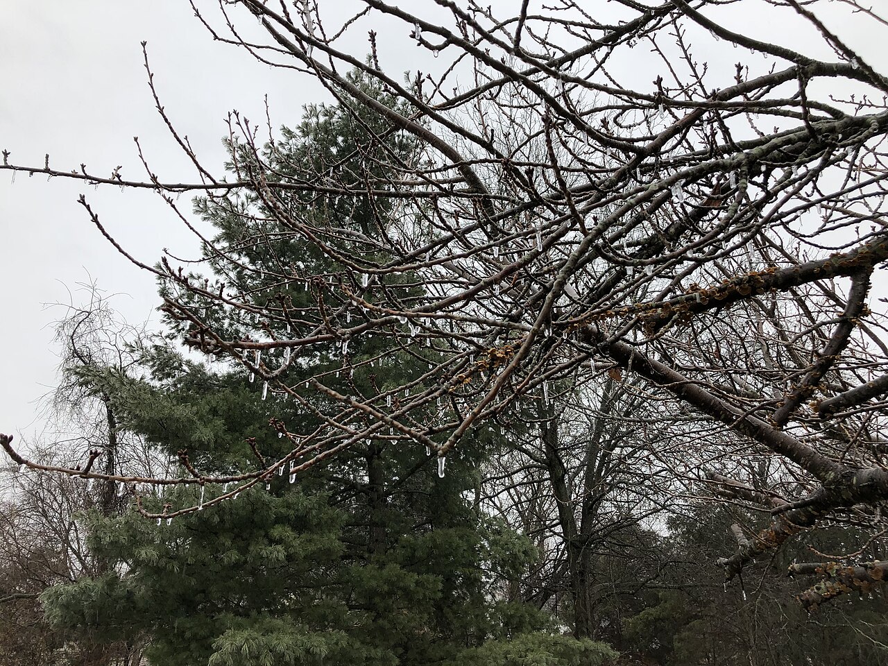 Prunus serrulata 'Kanzan', Kanzan cherry — upright deciduous (Rosaceae) (image 7 of 9)