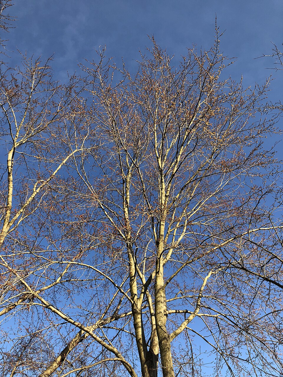 Acer saccharinum (silver maple) (alternate view 9)