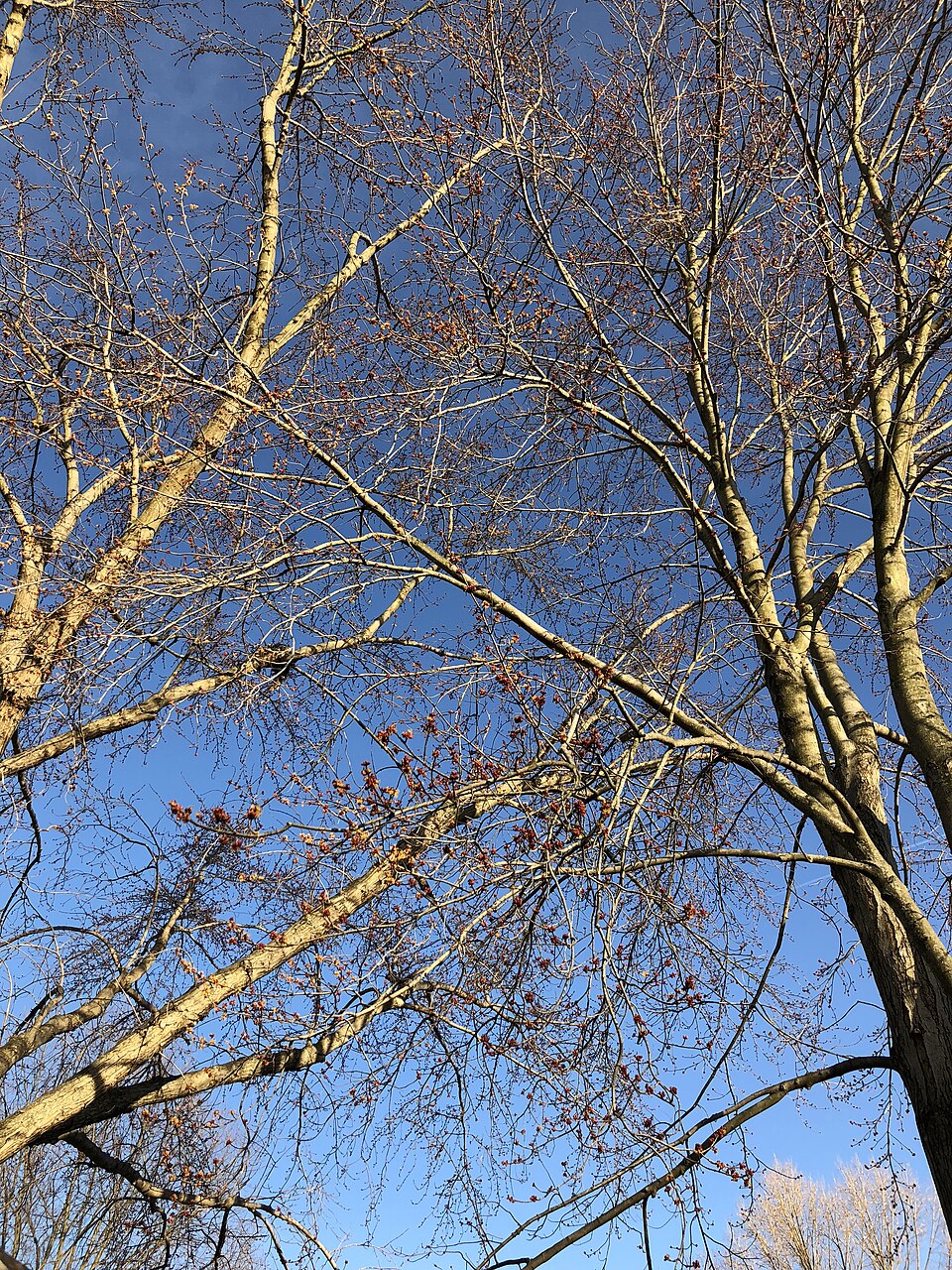 Acer saccharinum (silver maple) (alternate view 10)