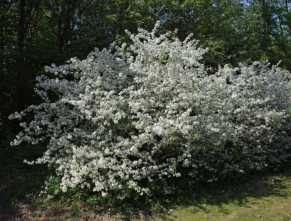 Malus sargentii (Sargent Crabapple Tree) (alternate view 11)