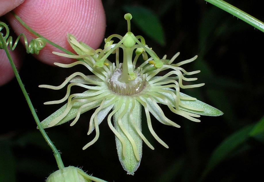 Passiflora lutea (yellow passionflower) (alternate view 2)