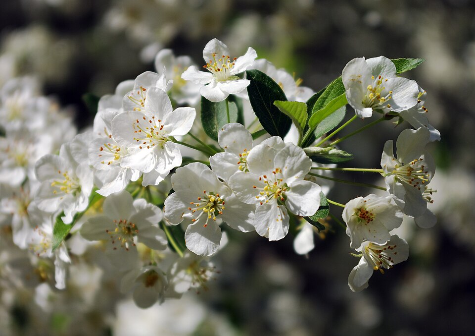 Malus sargentii (Sargent Crabapple Tree) (alternate view 12)