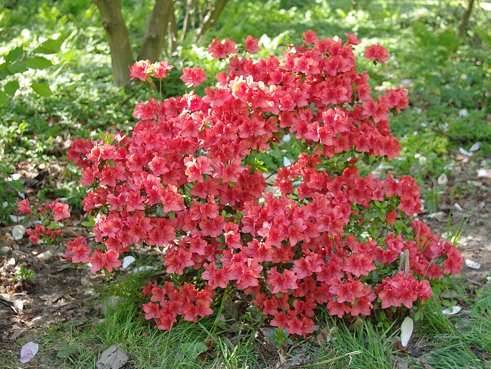 Rhododendron viscosum (swamp azalea)