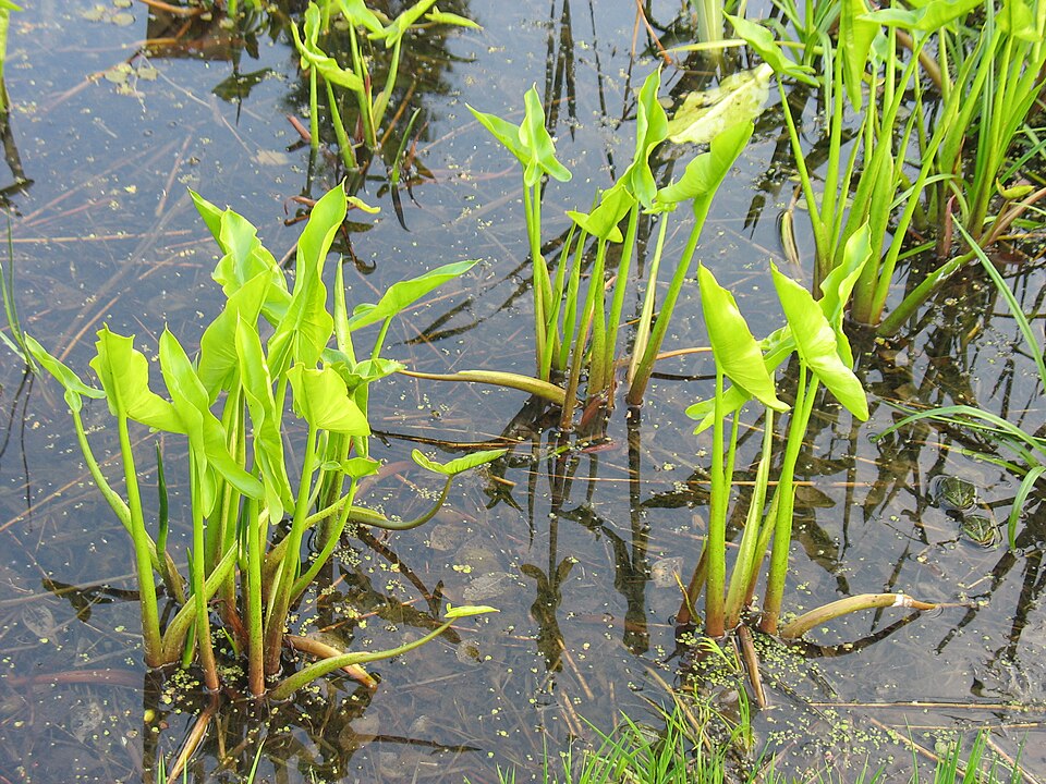 Peltandra virginica (Green Arrow Arum) (alternate view 7)
