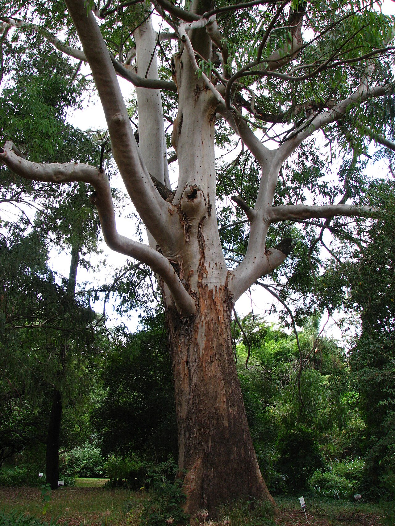 Eucalyptus saligna, Sydney blue gum — upright evergreen (Myrtaceae) (image 1 of 10)