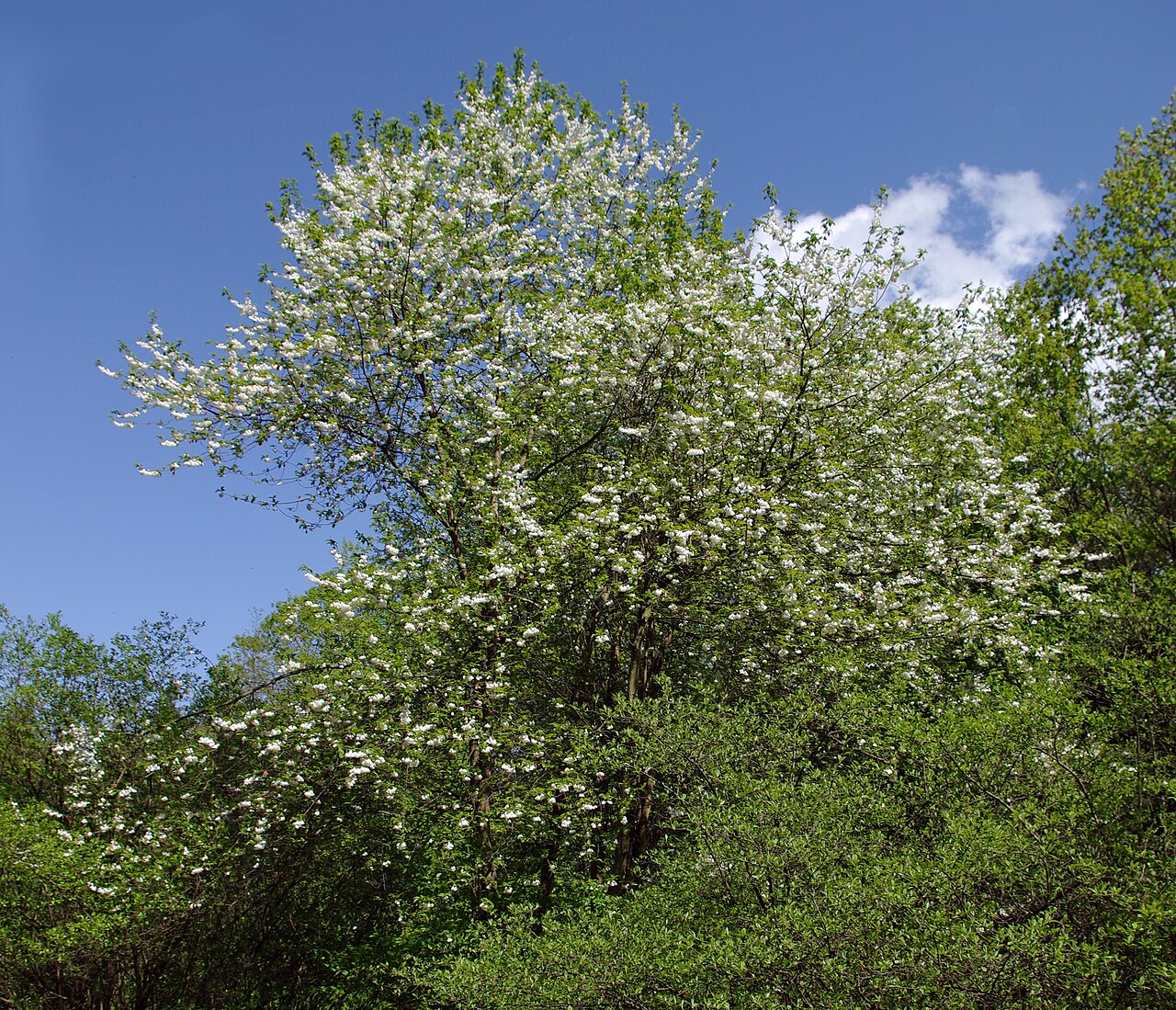 Halesia monticola (Mountain Silverbell)