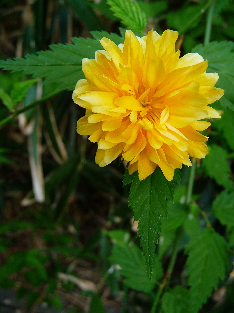 Kerria japonica 'Pleniflora' (double kerria)