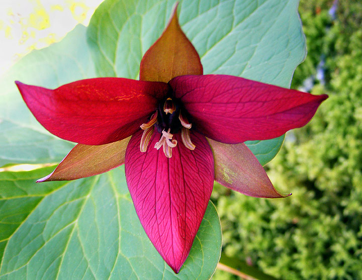 Trillium erectum (red trillium)