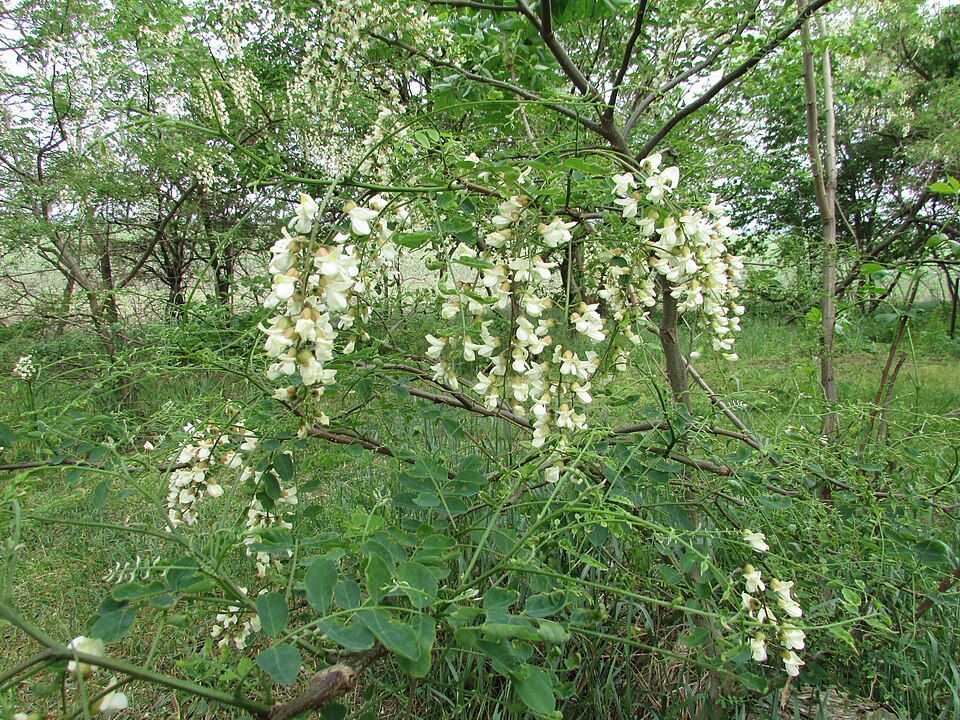 Robinia pseudoacacia (black locust) (alternate view 10)