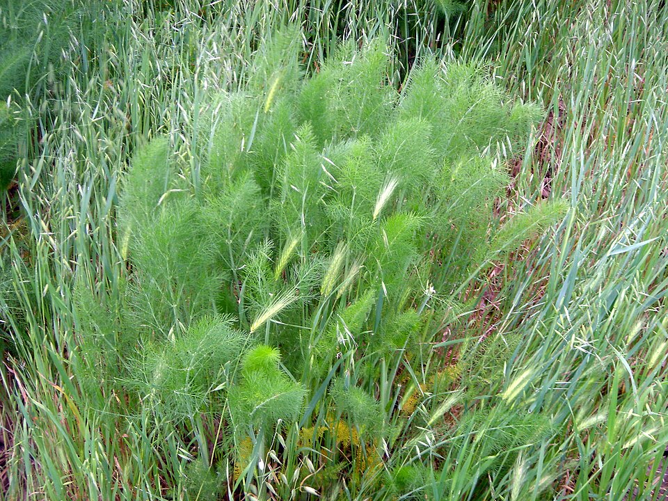 Foeniculum vulgare (Fennel) (alternate view 6)