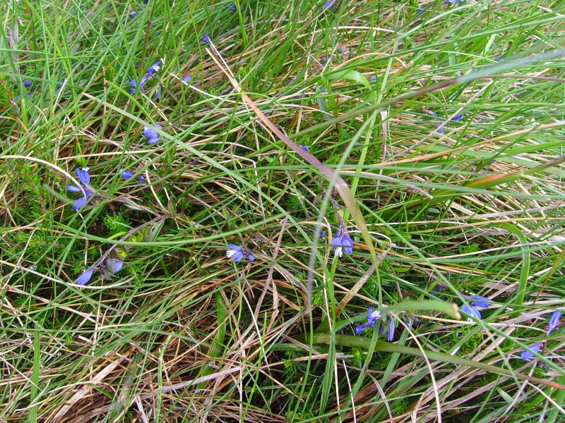 Polygala serpyllifolia (Heath Milkwort)