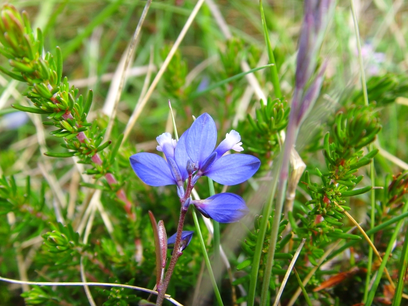 Polygala serpyllifolia (Heath Milkwort)