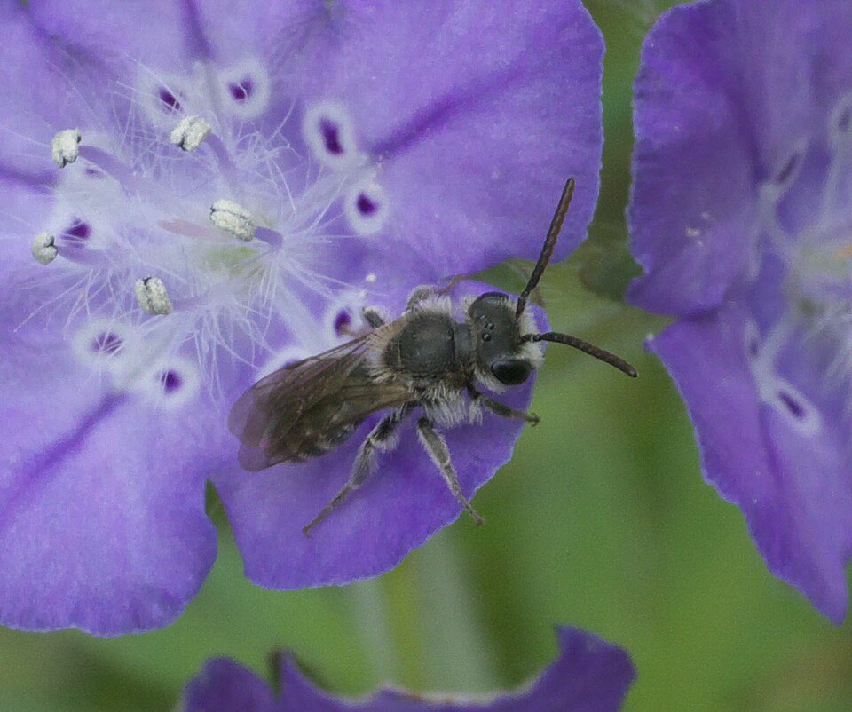 Phacelia (Scorpionweeds) (alternate view 2)