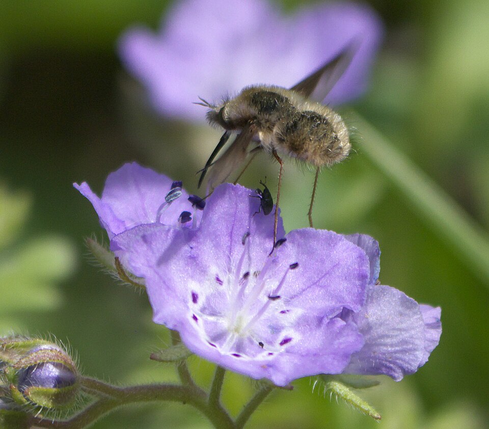 Phacelia (Scorpionweeds) (alternate view 3)