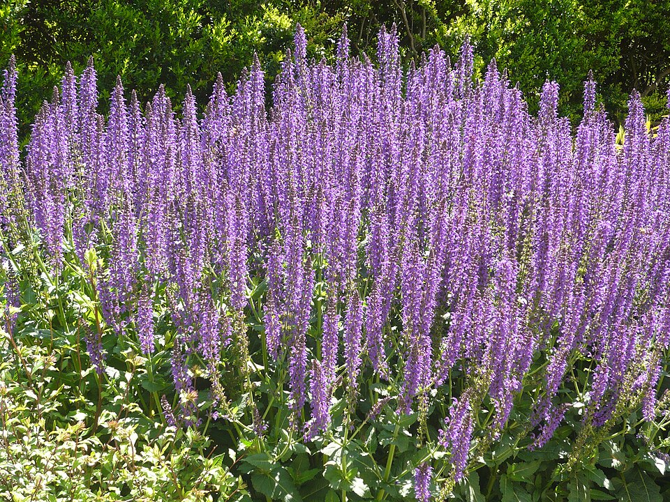 Salvia sylvestris 'Mainacht' (May Night Sage)