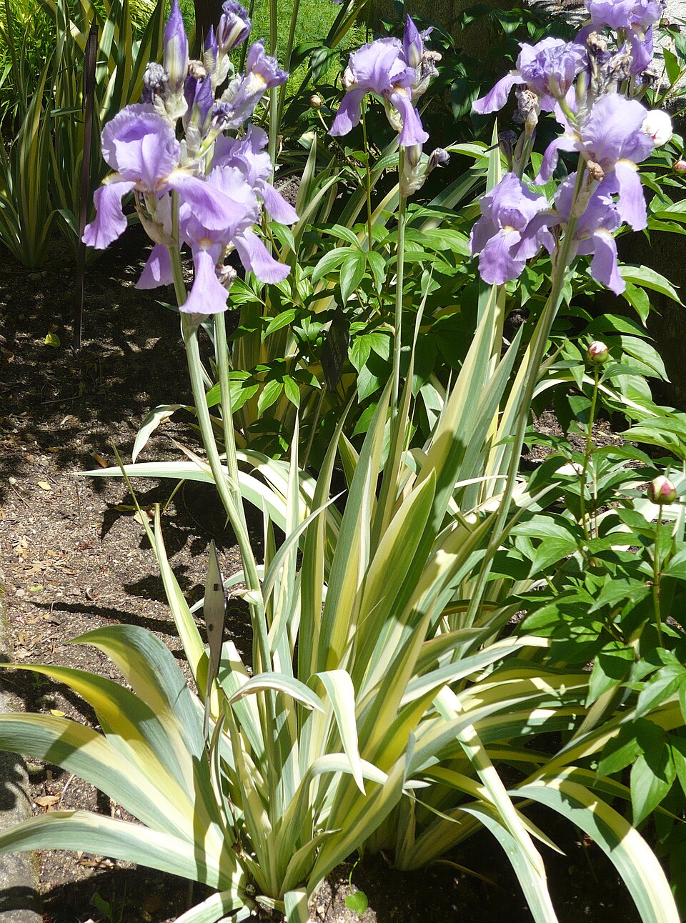 Iris pallida 'Variegata' (Variegated Sweet Iris)