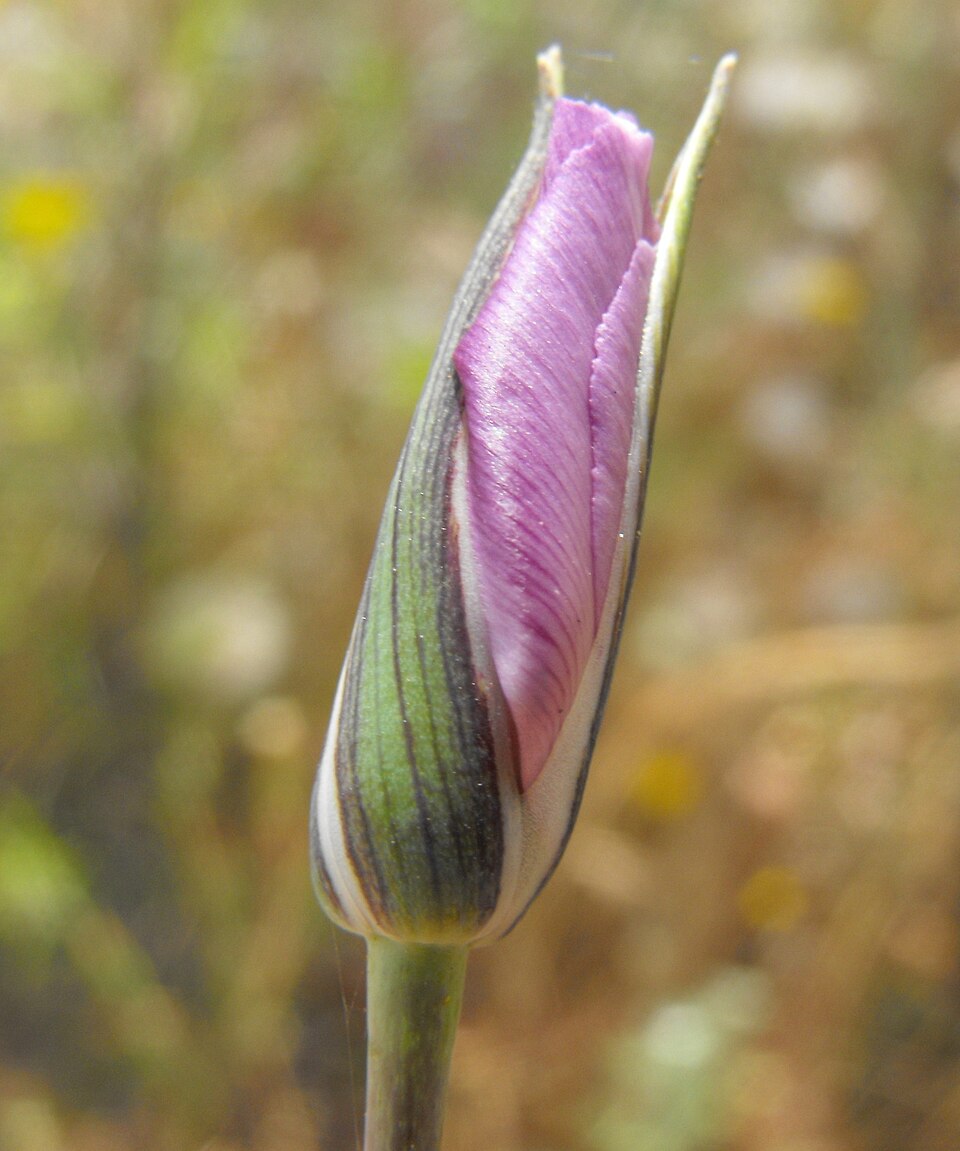 Calochortus splendens (Splendid Mariposa Lily) (alternate view 2)