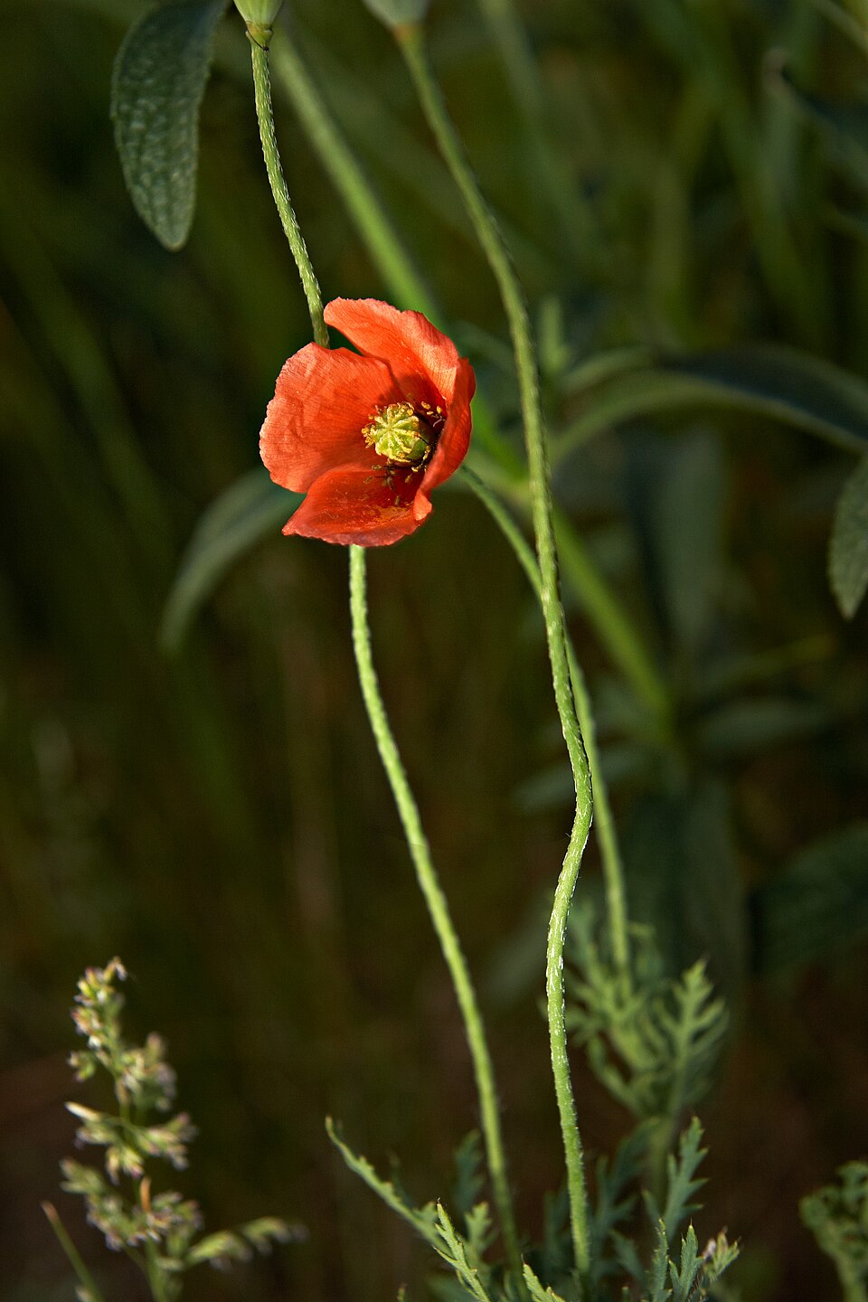 Papaver dubium (Long-headed poppy)