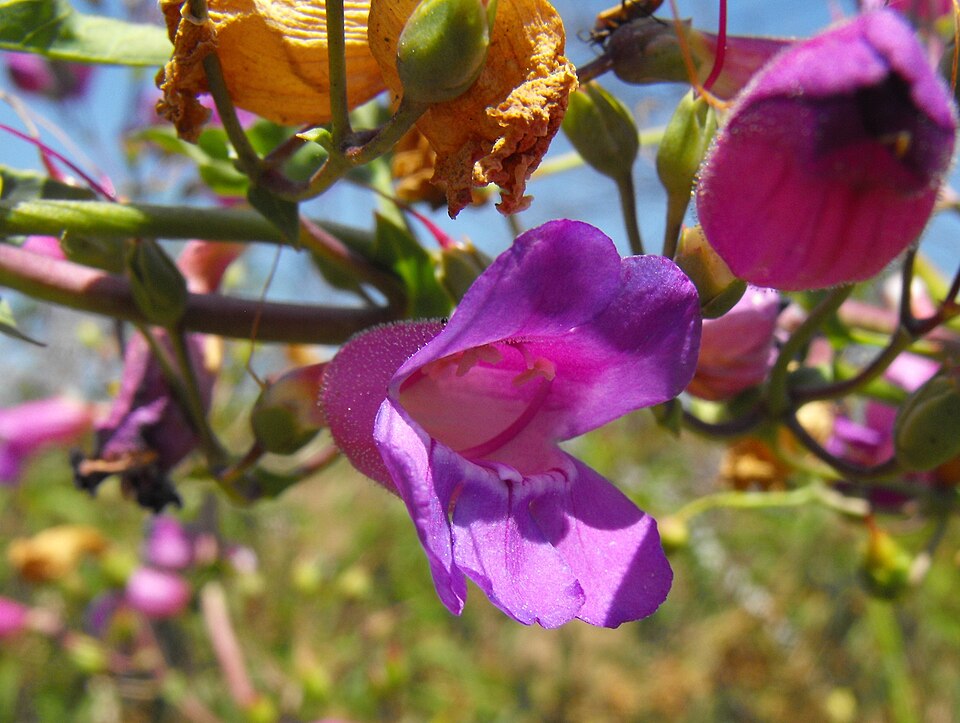 Penstemon spectabilis (Showy Penstemon) (alternate view 8)