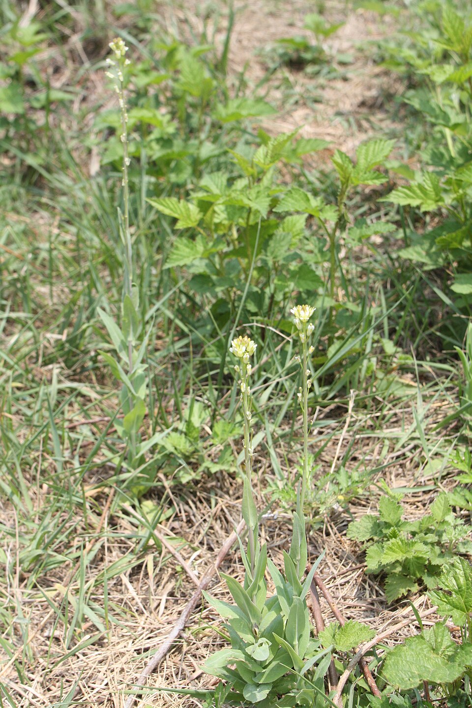Turritis glabra (Tower Mustard) (alternate view 11)
