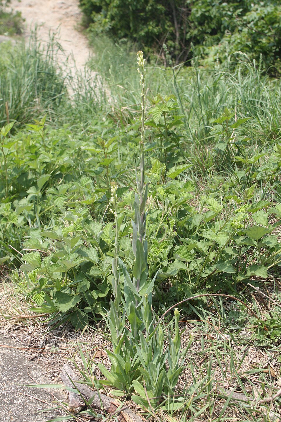 Turritis glabra (Tower Mustard) (alternate view 12)