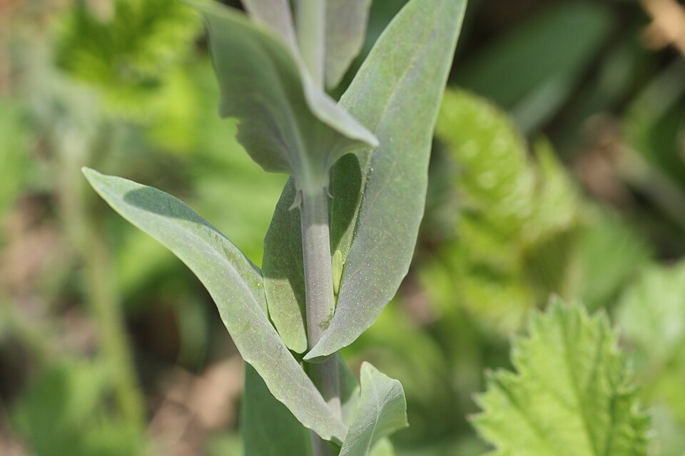 Turritis glabra (Tower Mustard) (alternate view 13)