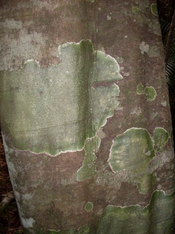 Guioa semiglauca (Guioa) (alternate view 6)