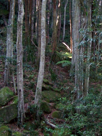 Guioa semiglauca (Guioa) (alternate view 7)