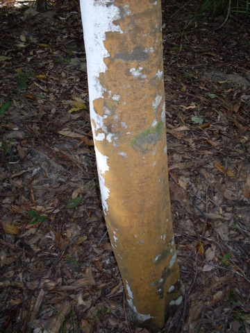 Guioa semiglauca (Guioa) (alternate view 9)