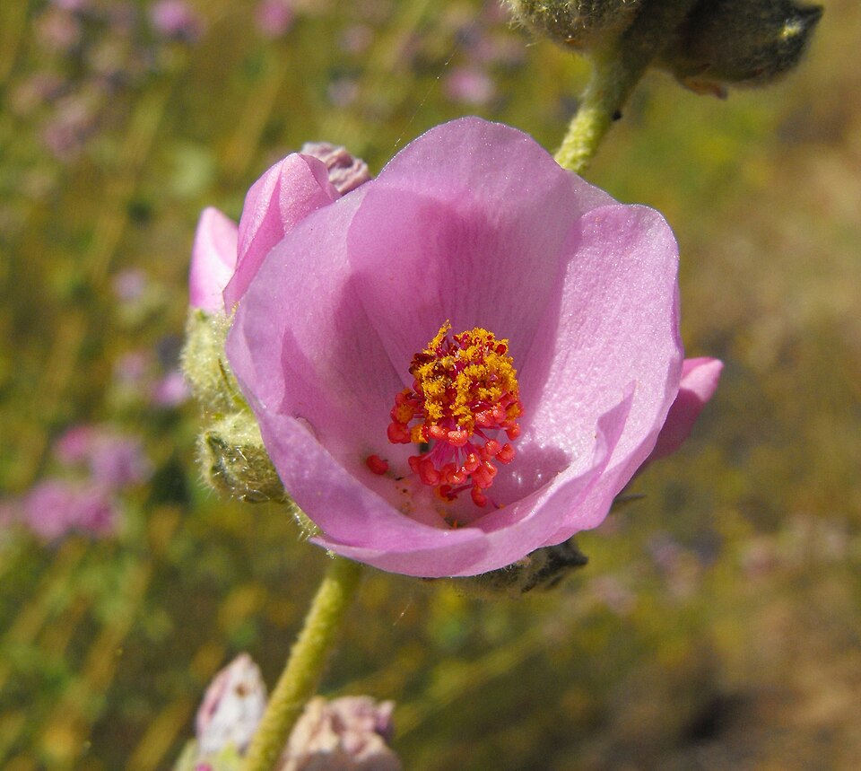 Malacothamnus fasciculatus (southern coastal bushmallow) (alternate view 8)