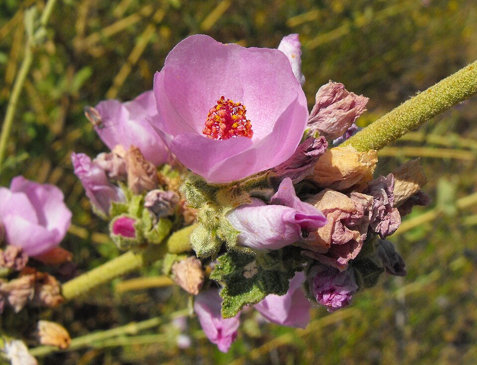 Malacothamnus fasciculatus (southern coastal bushmallow) (alternate view 9)