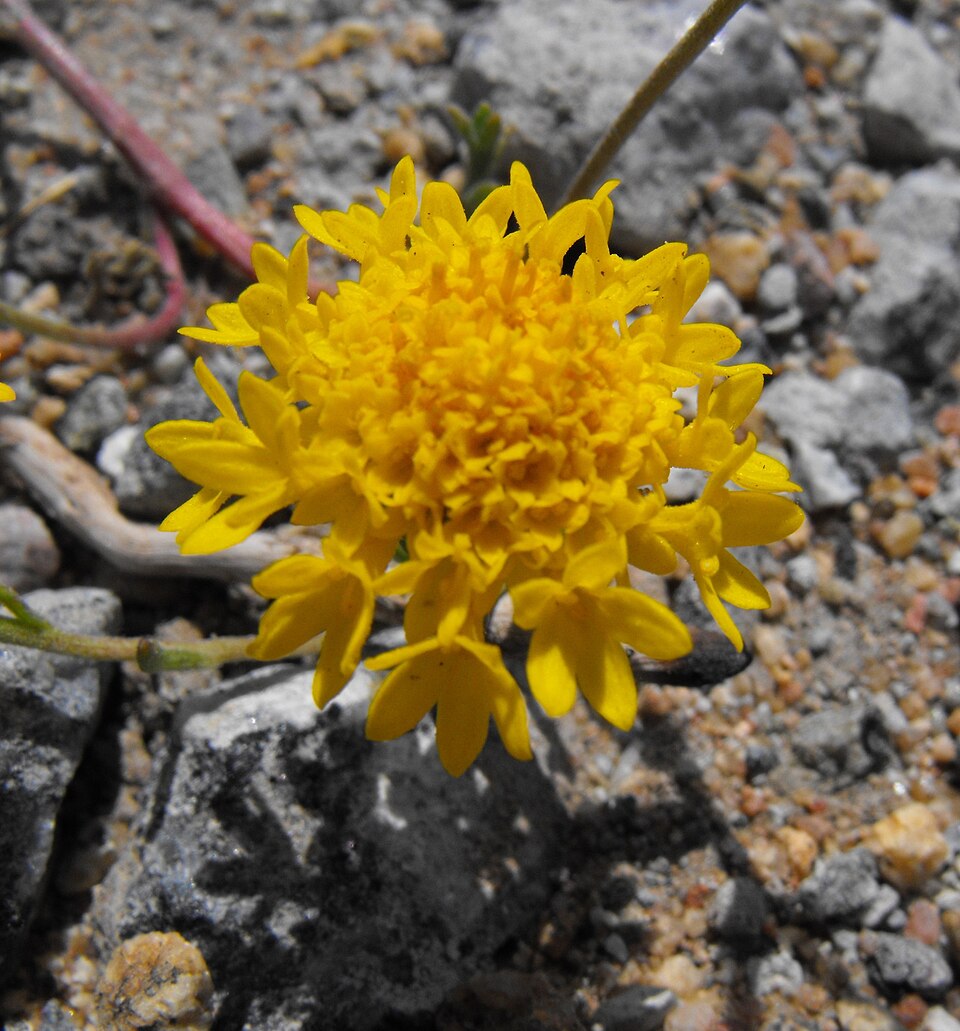 Chaenactis glabriuscula (Common Yellow Chaenactis) (alternate view 7)