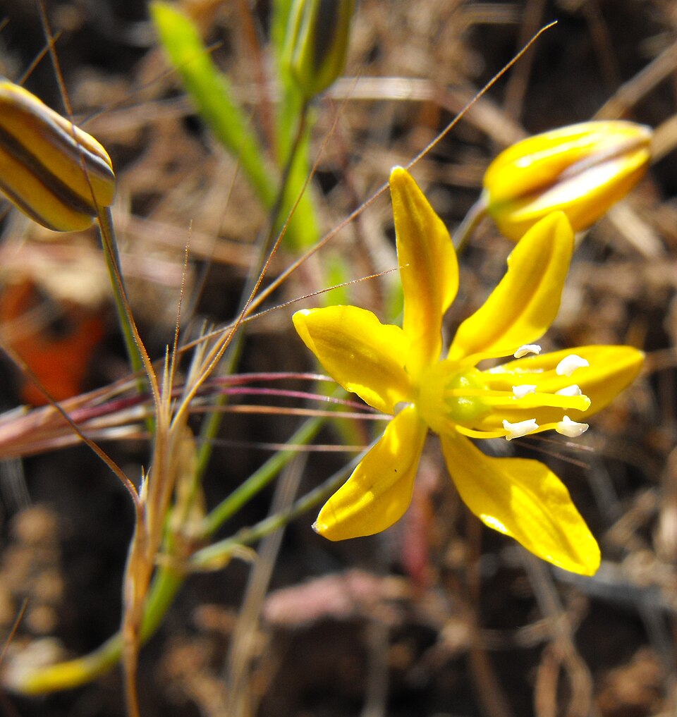 Bloomeria crocea (goldenstar) (alternate view 2)