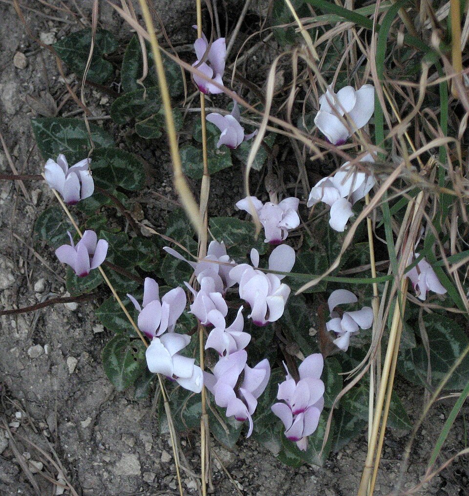 Cyclamen persicum (Florist's Cyclamen) (alternate view 8)