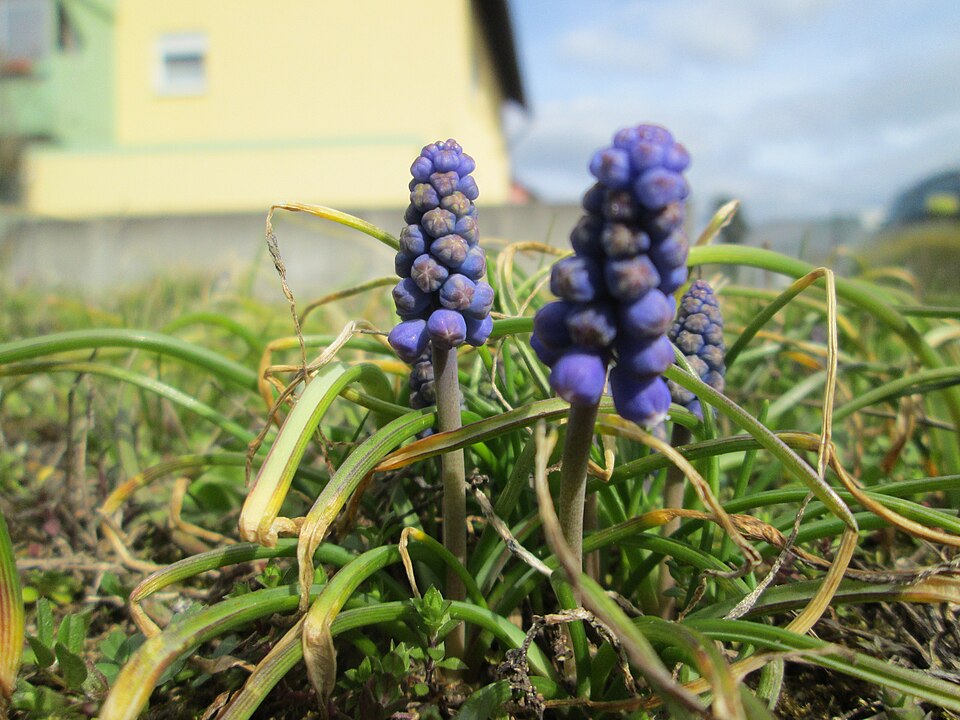 Muscari armeniacum (grape hyacinth) (alternate view 8)