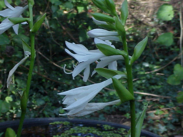 Hosta plantaginea, Fragrant plantain lily — mounding deciduous (Asparagaceae) (image 2 of 10)