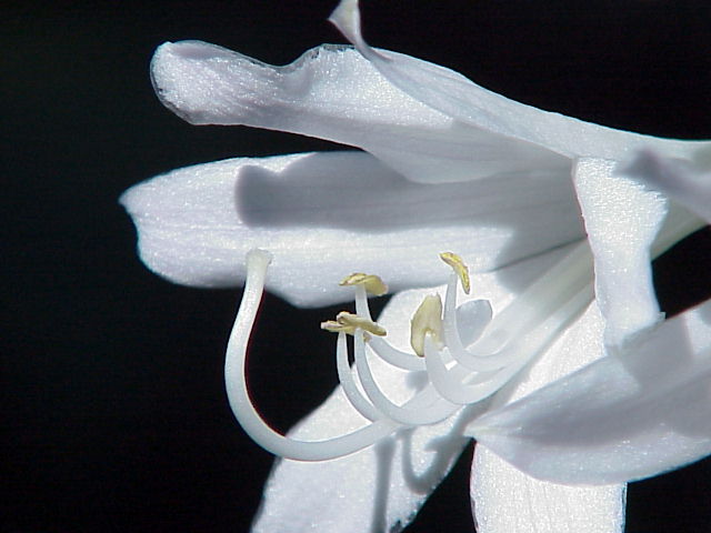 Hosta plantaginea, Fragrant plantain lily — mounding deciduous (Asparagaceae) (image 3 of 10)