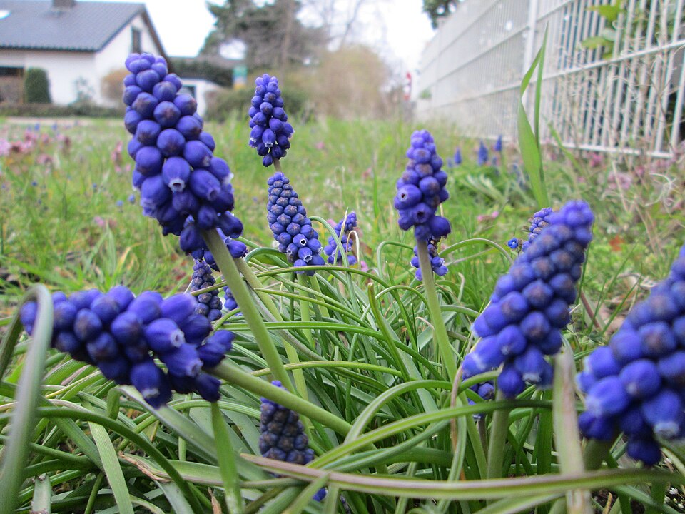 Muscari armeniacum (grape hyacinth) (alternate view 9)