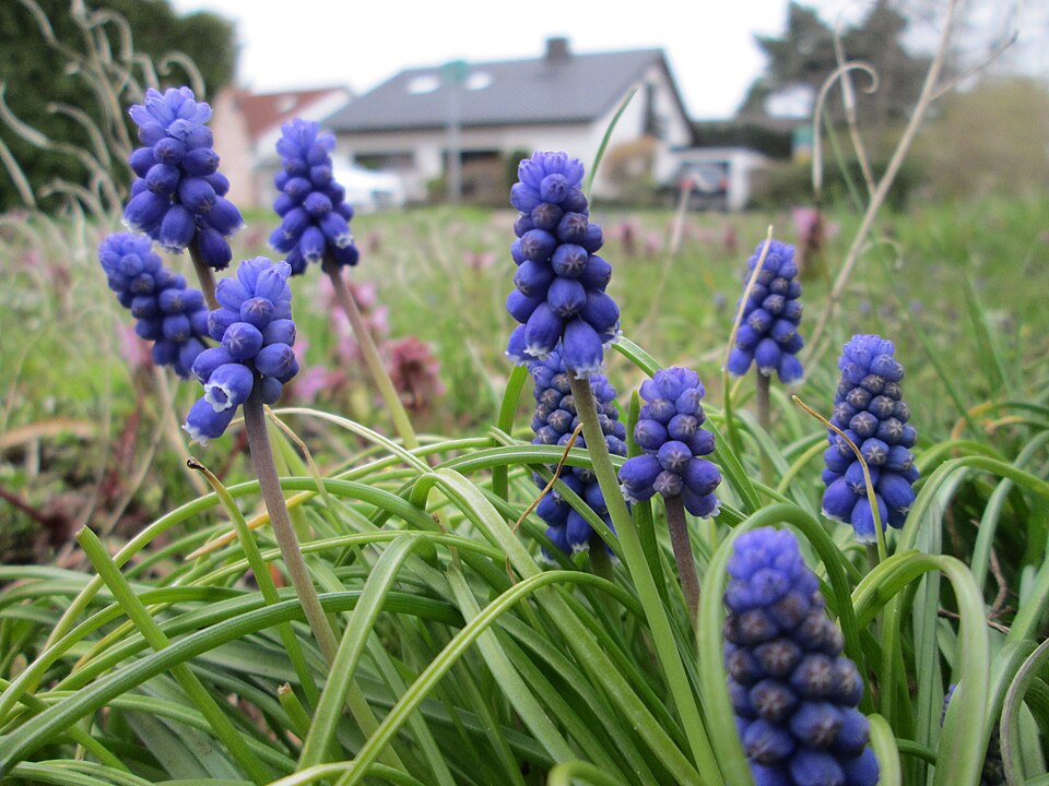 Muscari armeniacum (grape hyacinth) (alternate view 10)