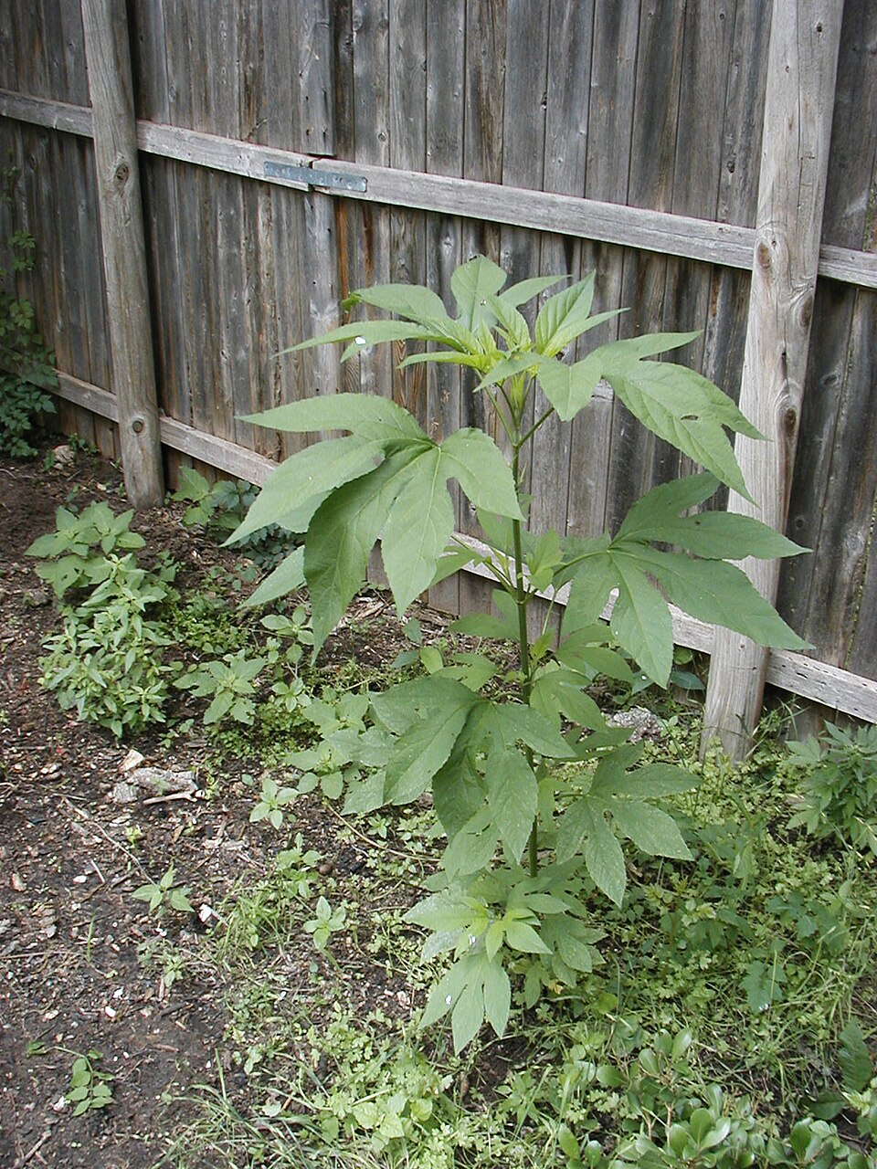 Ambrosia trifida (giant ragweed)