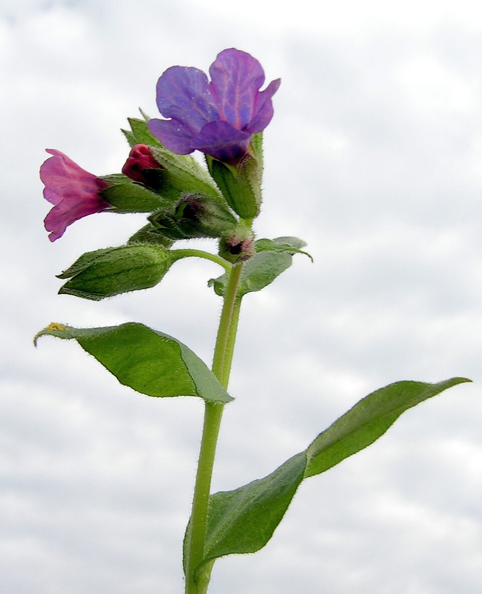 Pulmonaria obscura (Suffolk Lungwort)