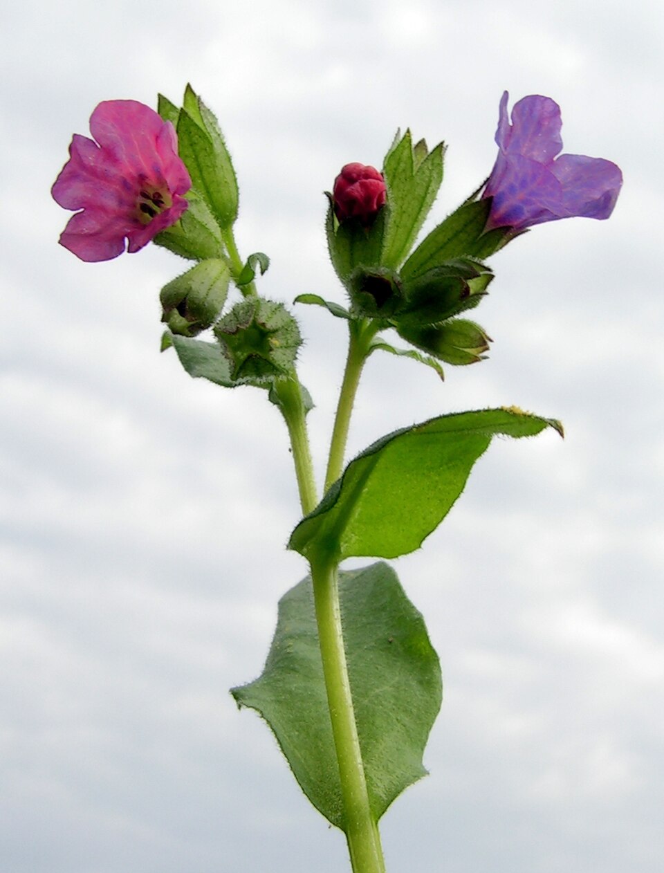 Pulmonaria obscura (Suffolk Lungwort)