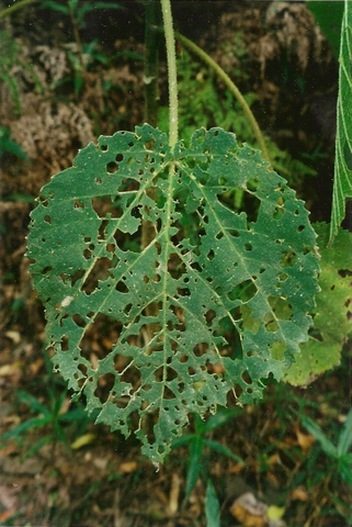 Dendrocnide excelsa (Giant Stinging Tree) (alternate view 6)