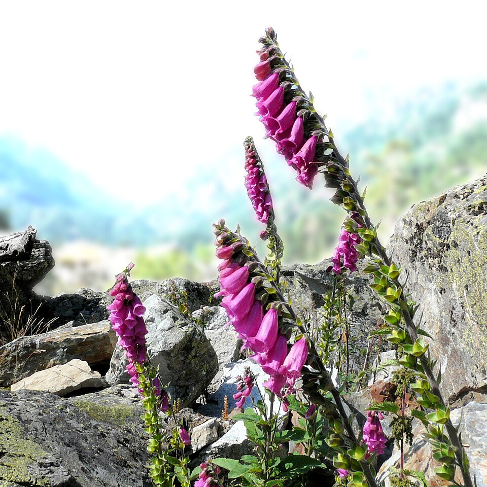 Digitalis purpurea (common foxglove) (alternate view 11)