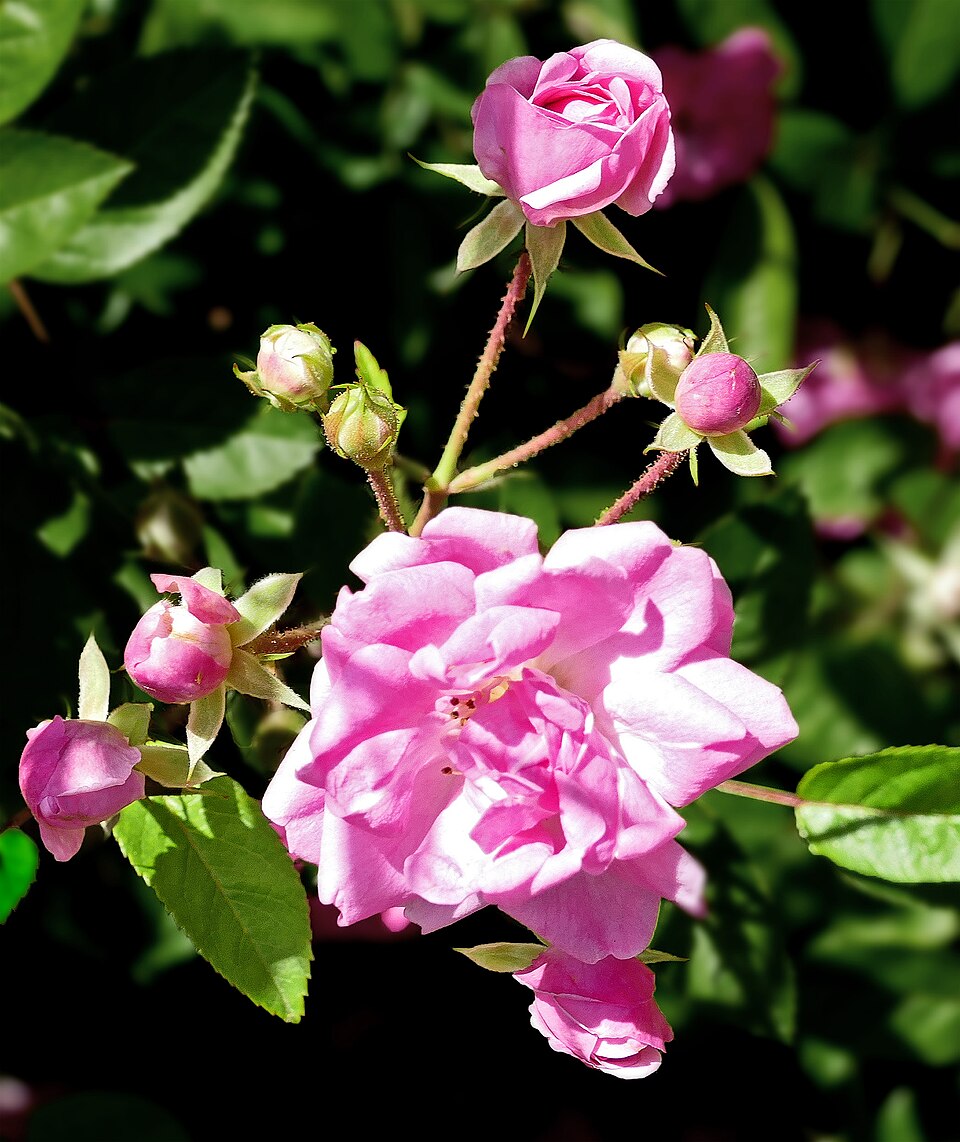 Rosa 'Peggy Martin' (Peggy Martin Rose)