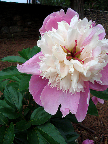 Paeonia 'Bowl of Beauty' (Bowl of Beauty Peony) (alternate view 3)
