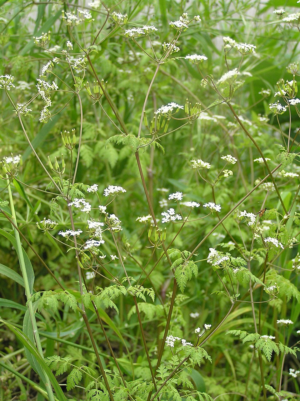 Anthriscus cerefolium (Chervil) (alternate view 6)