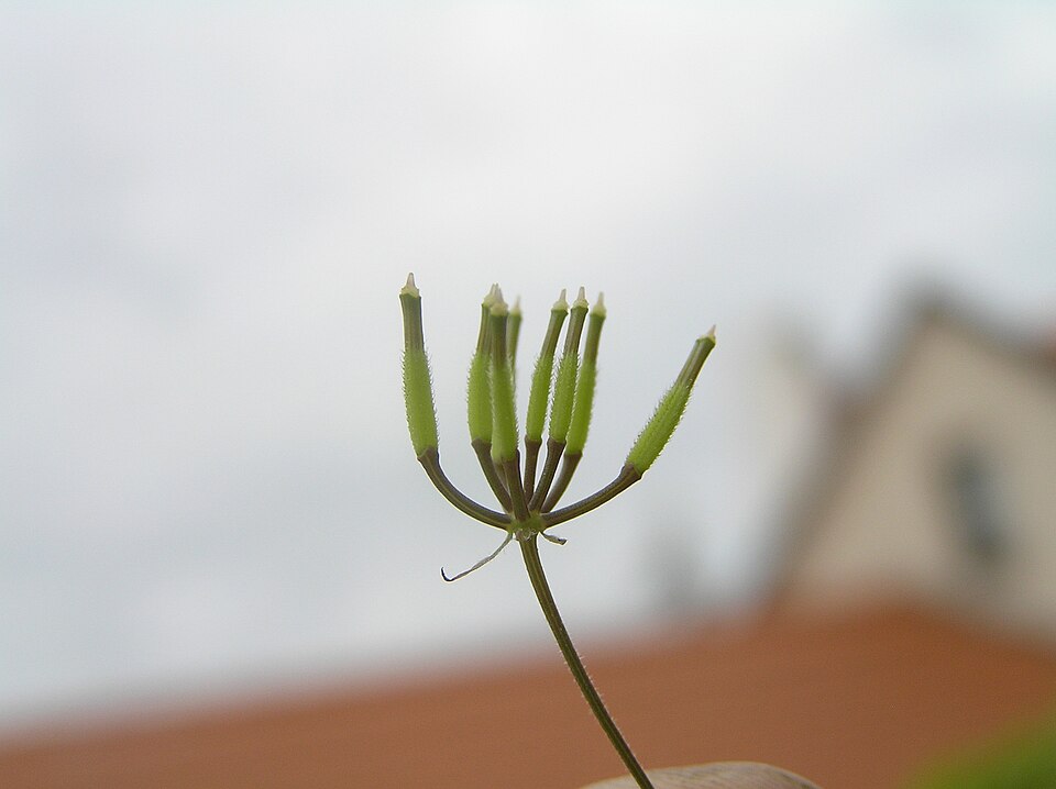 Anthriscus cerefolium (Chervil) (alternate view 7)
