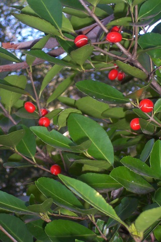 Elaeodendron australe (Red-fruited Olive Plum)